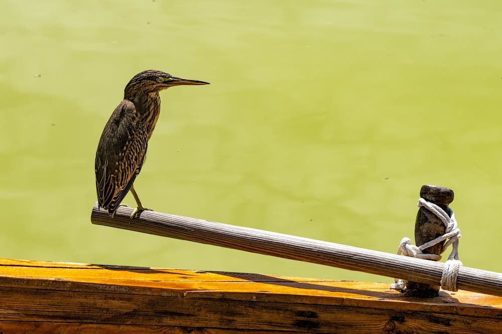 South Palm Resort Maldives - View 120
