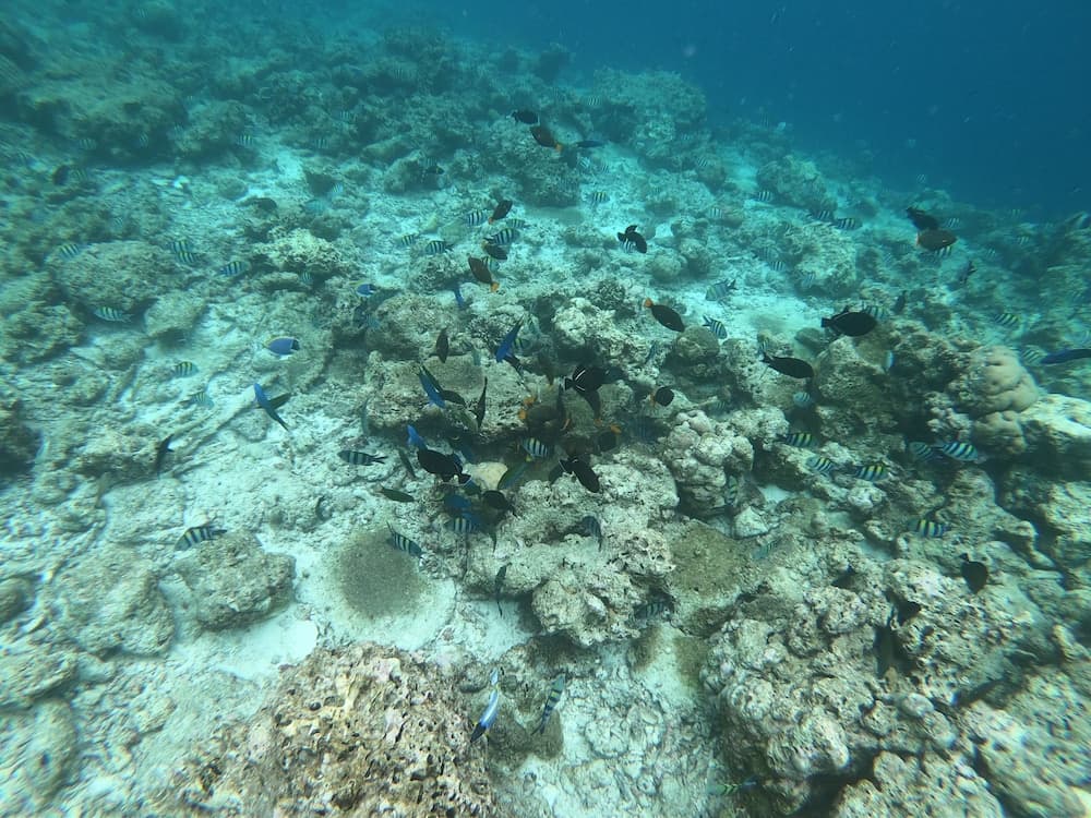 ilaa Beach Maldives - View 65