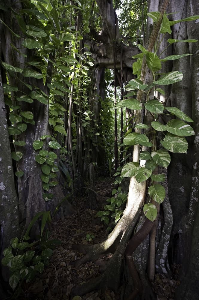 Kuramathi Maldives - View 37