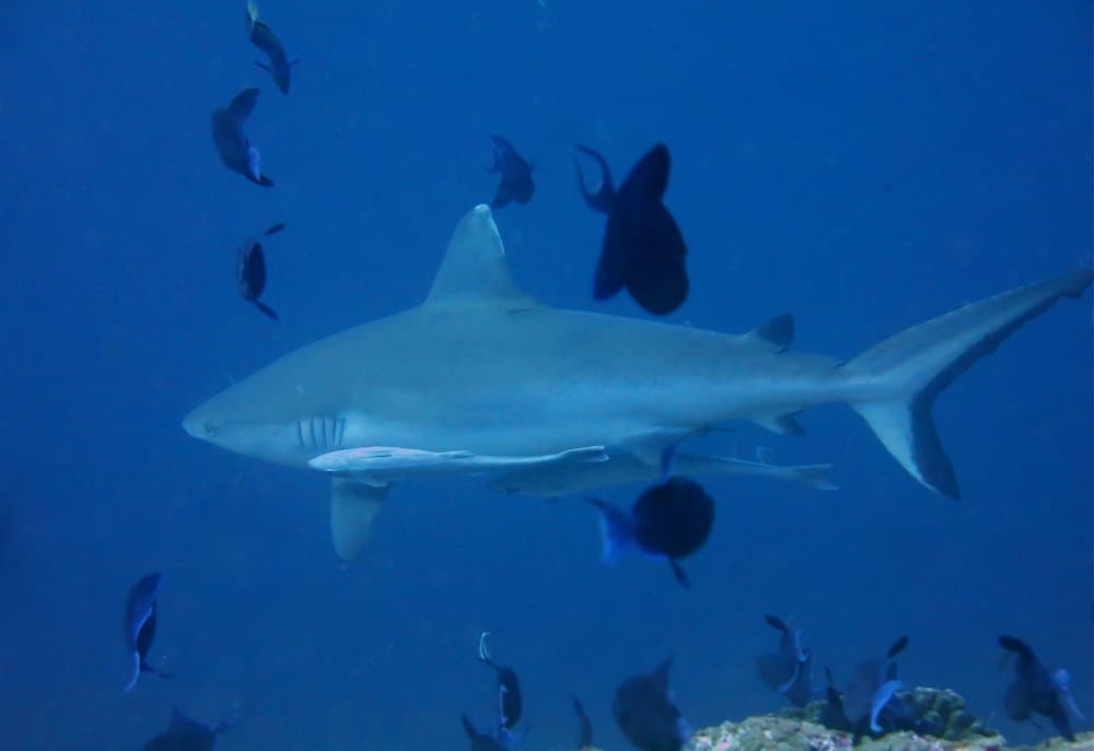 Vaali Maldives Island Escapes & Dive - View 30