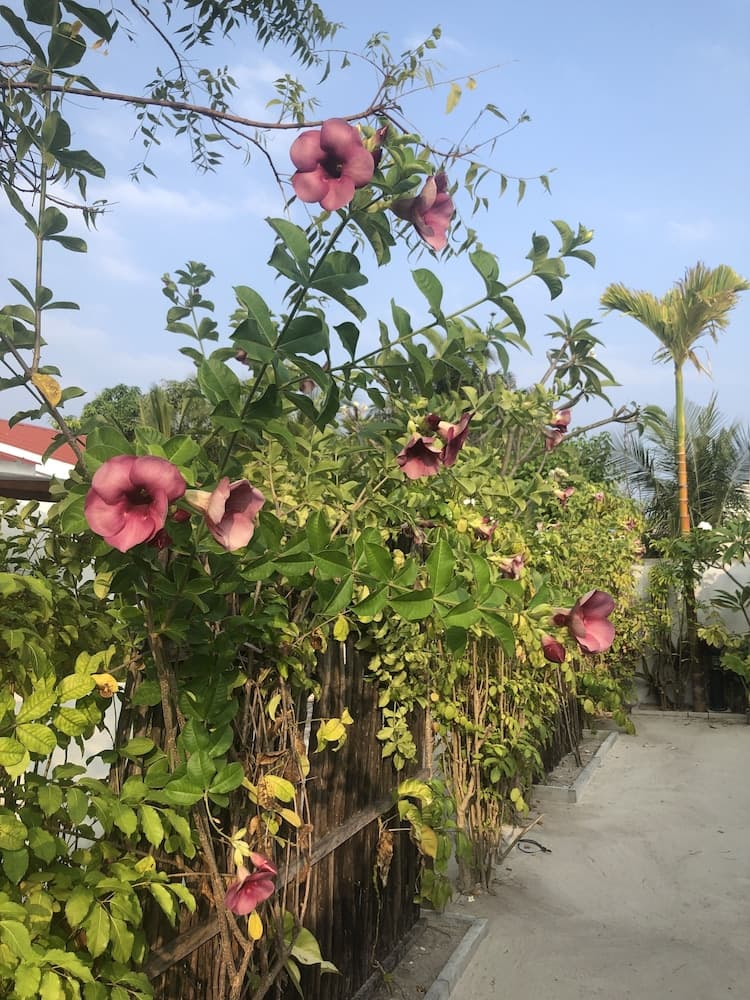 Tropical Sands Kelaa - View 30