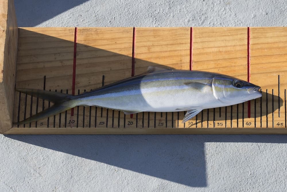 Coco Bodu Hithi - View 74