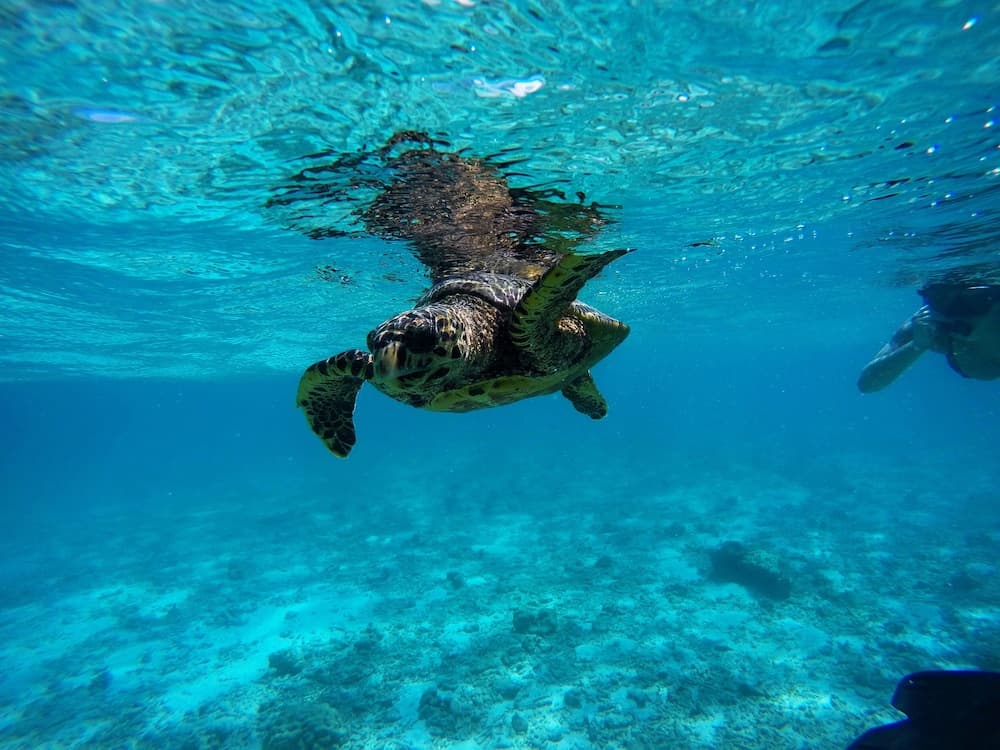 Adroit Beach Inn - View 161