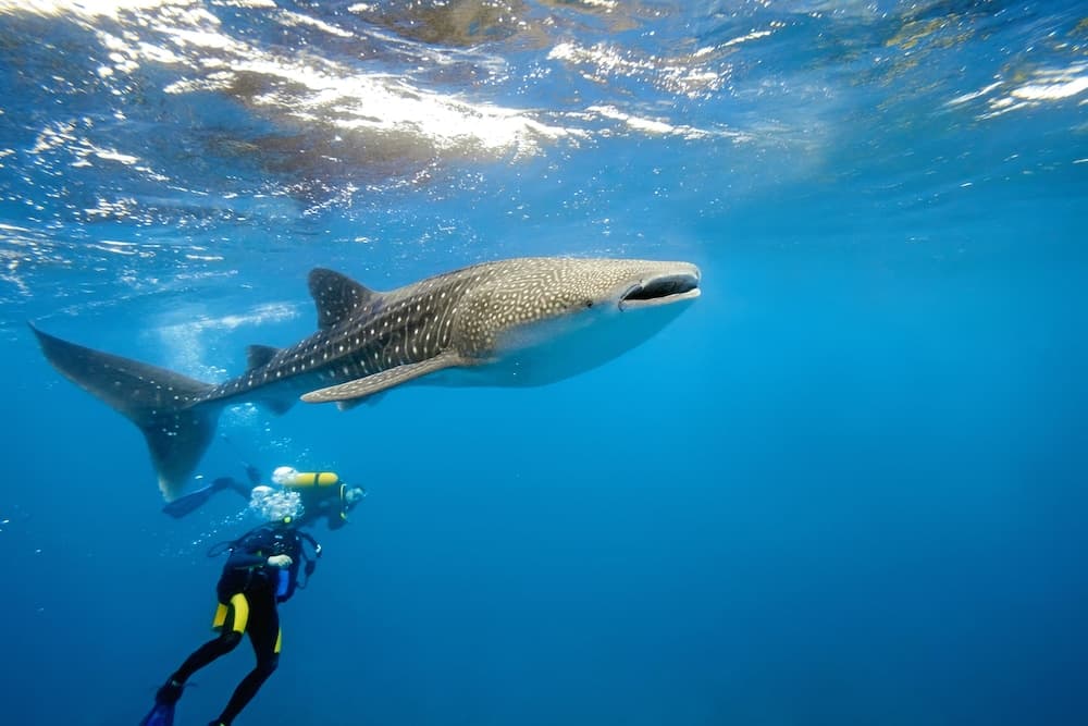 Dhigufaru Island Resort - View 67