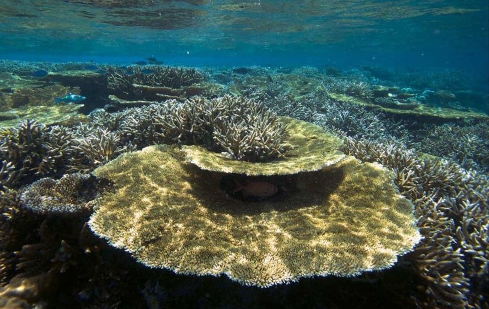 Hurawalhi Island Resort - View 46