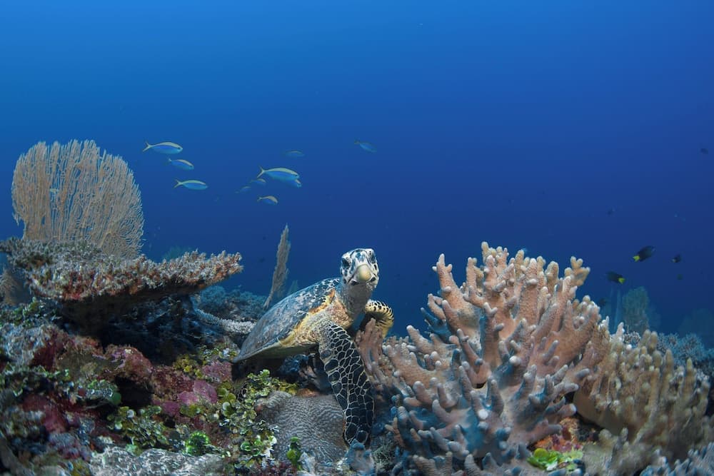 Six Senses Kanuhura - View 92