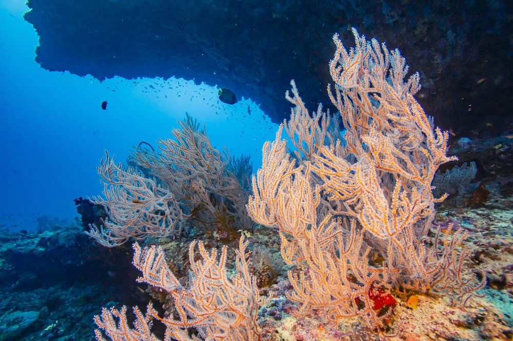 Kuredhivaru Resort & Spa Maldives - View 97