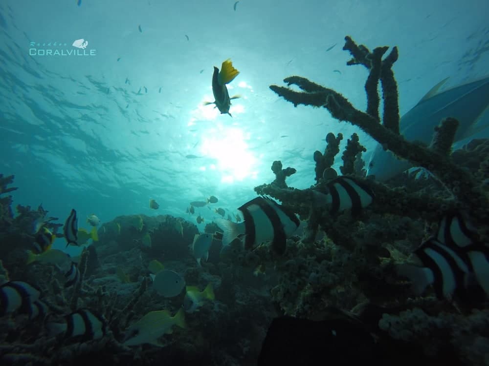 Rasdhoo Coralville - View 37