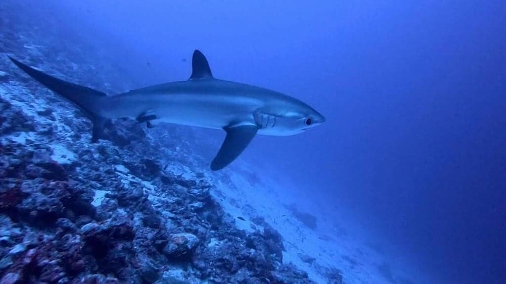 Tiger Shark Residence - View 5
