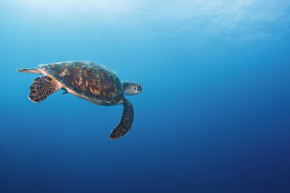 Six Senses Kanuhura - View 95