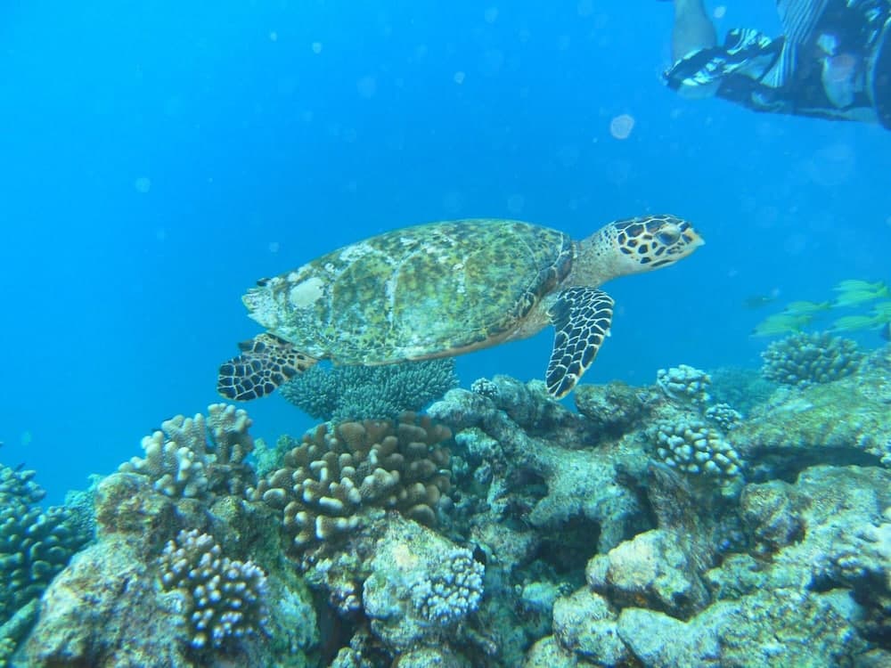 Rasdhoo Coralville - View 25