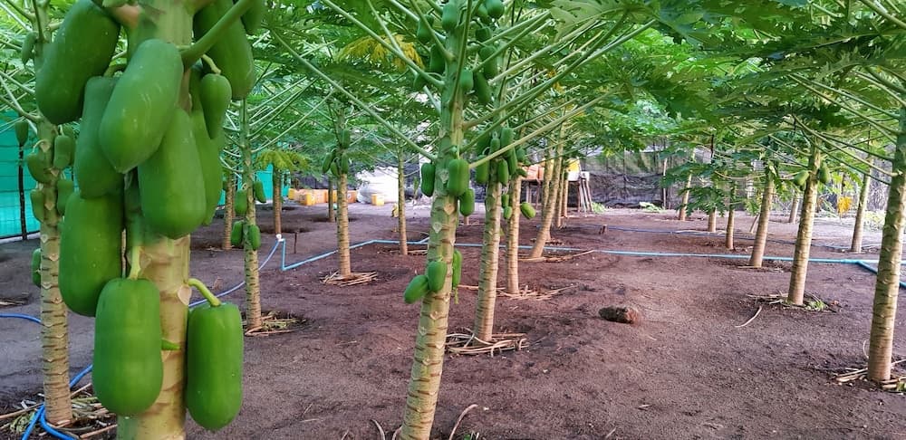 South Ari Inn - View 50