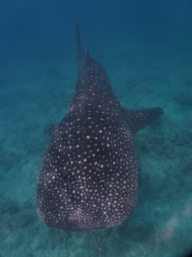 Akasha Beach Maafushi - View 26