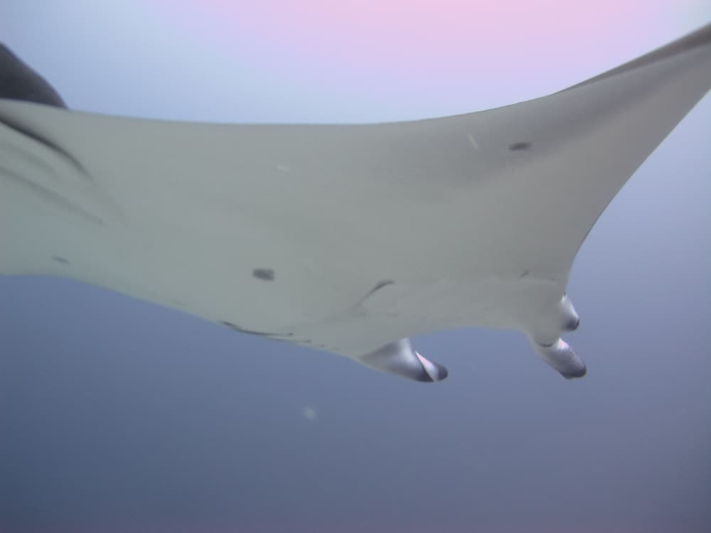 Sea Star Diving - View 15