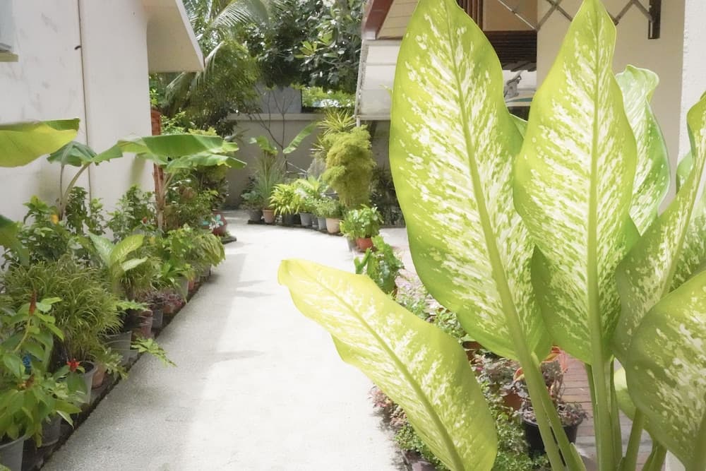 Banyan Villa Maldives - View 20