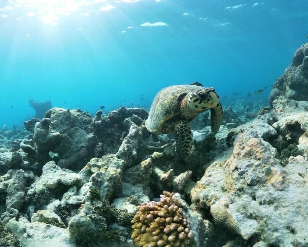 One The Island - View 17