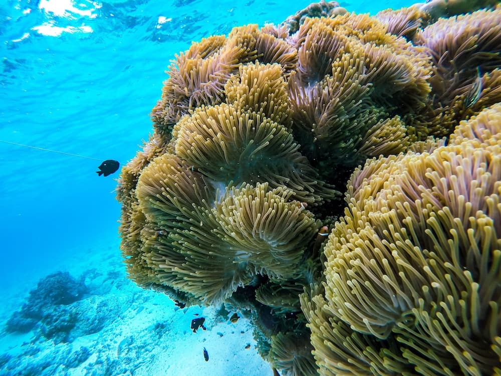 Hide Inn Blue - View 25