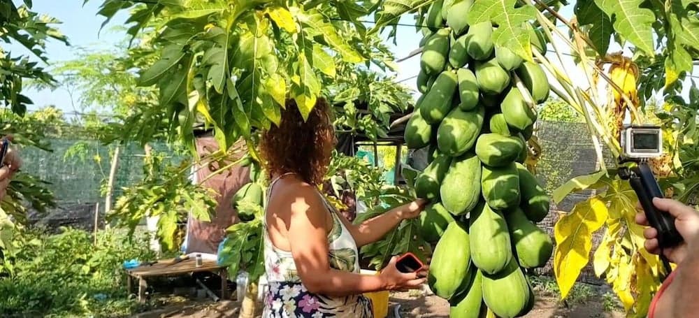 Thoddoo Beach Holiday Inn - View 29