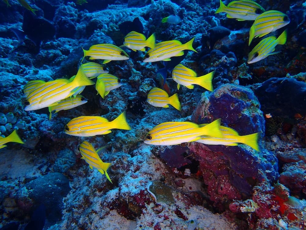 Rasdhoo Holiday Home - View 102