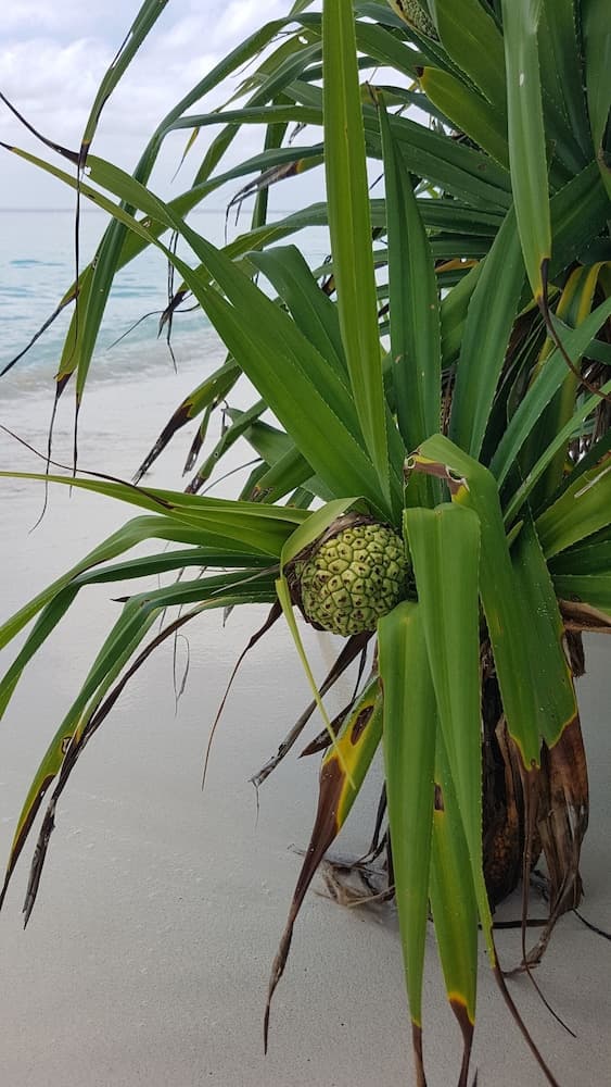 Ocean Beach Maldives - View 46