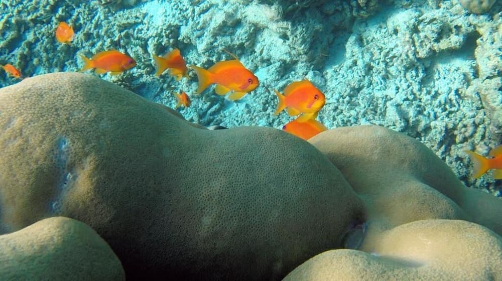 Ocean Village Maldives - View 32