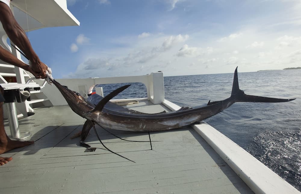 Taj Coral Reef Resort & Spa Maldives – A Premium All Inclusive Resort - View 76