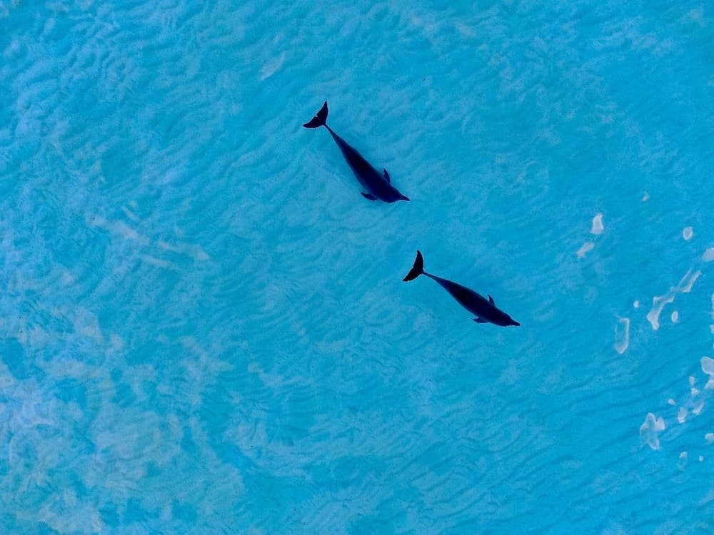 Blue Coral Vashafaru - View 38