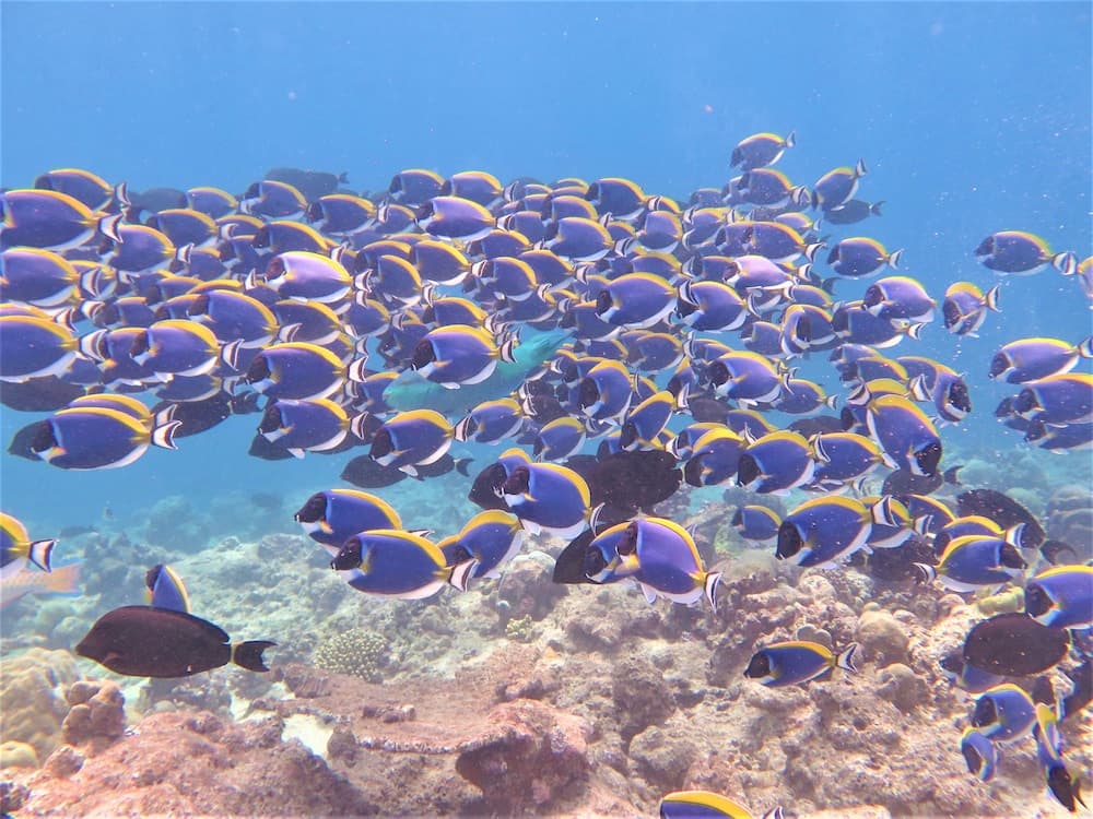 Akasha Beach Maafushi - View 25