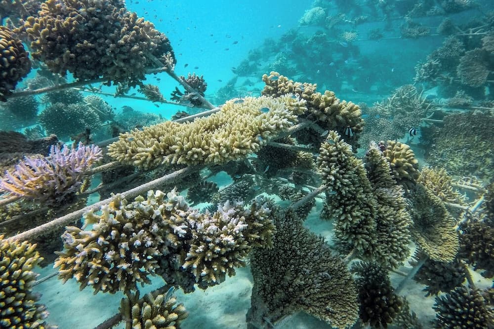 Sheraton Maldives Full Moon Resort & Spa - View 149