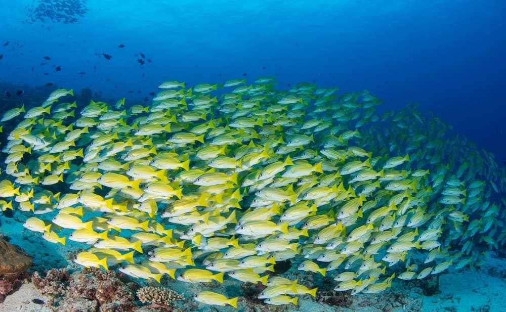 Eriyadu Island Resort - View 25