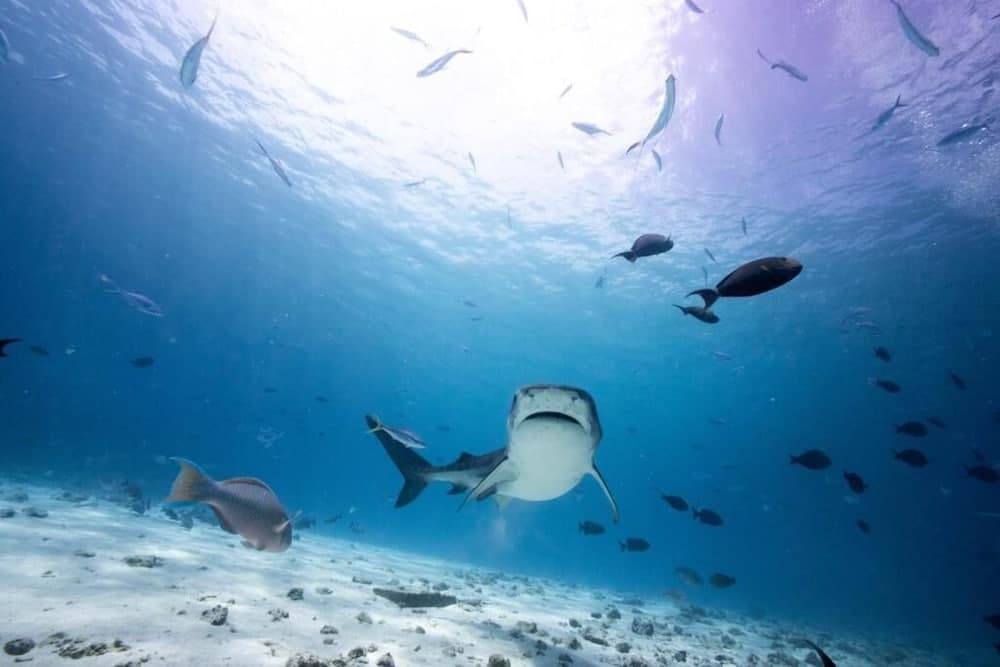 Tiger Shark Residence - View 33