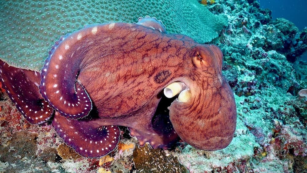 The Halcyon Private Isles Maldives, Autograph Collection - View 40