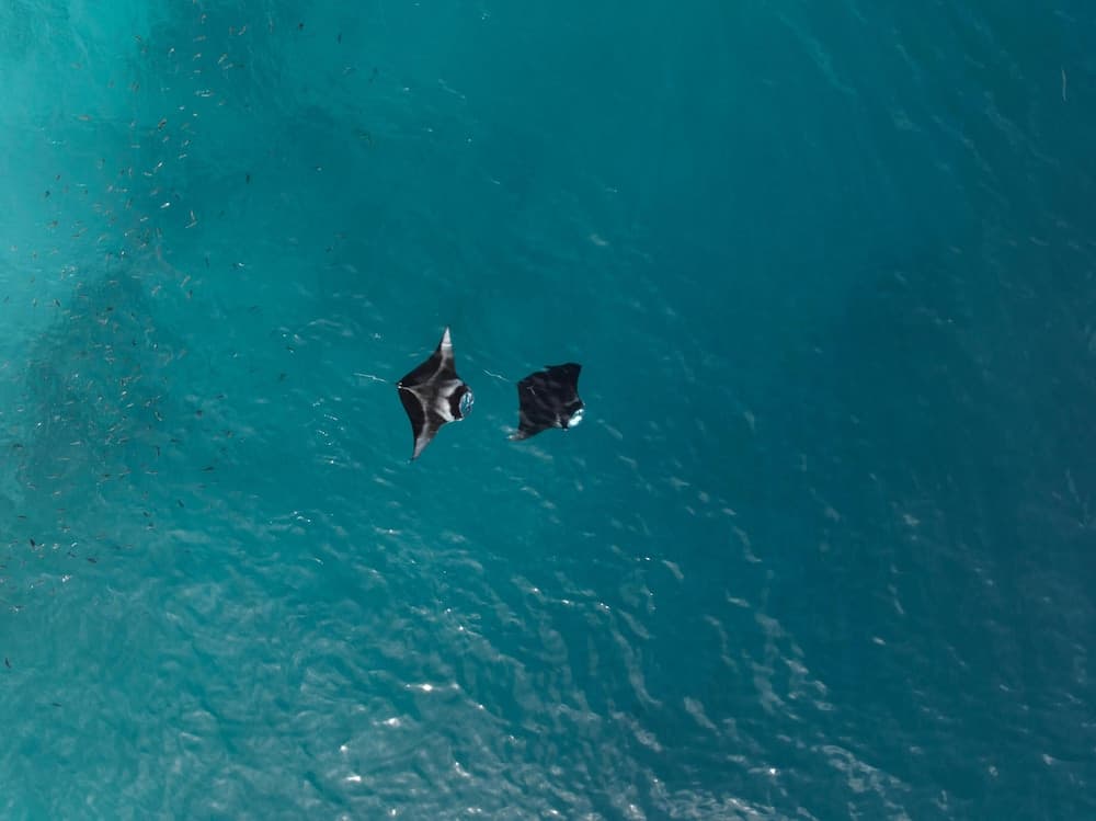 Biosphere by Hawks Hotels Kamadhoo Baa Atoll - View 40