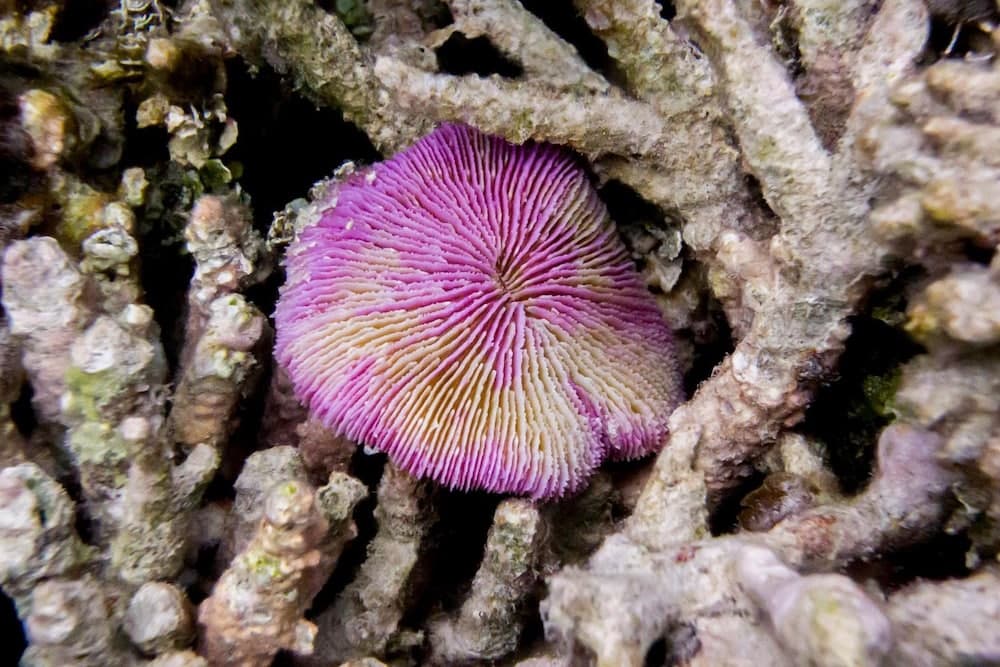 Detour Beach View - View 38