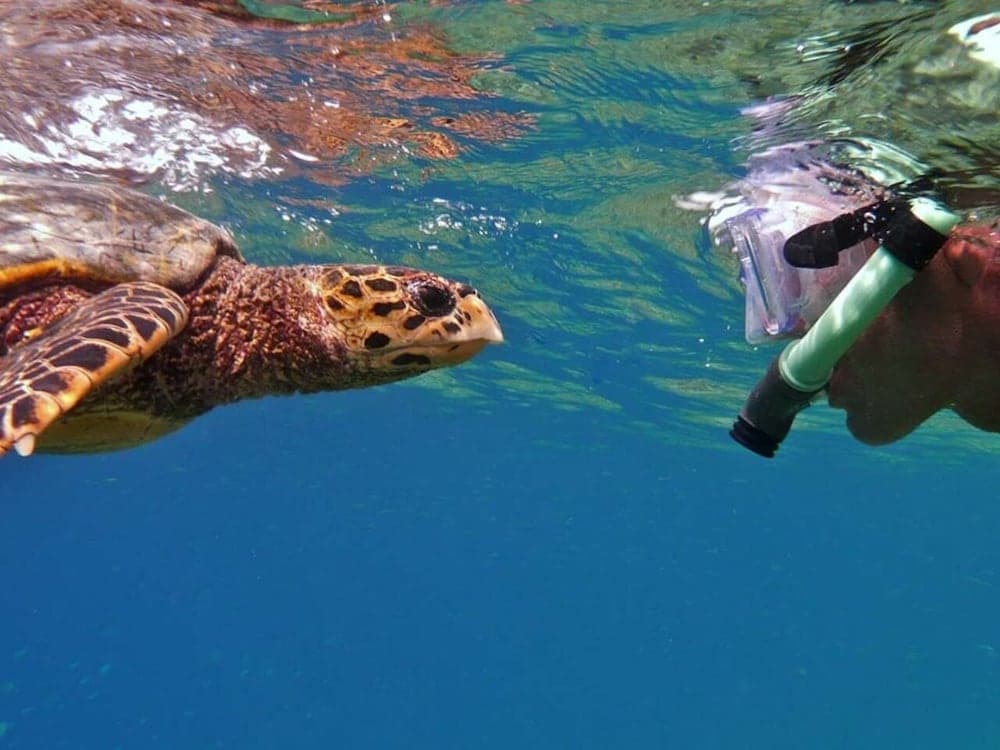 Velaa Vani - The Turtle Hive Maldives - View 1