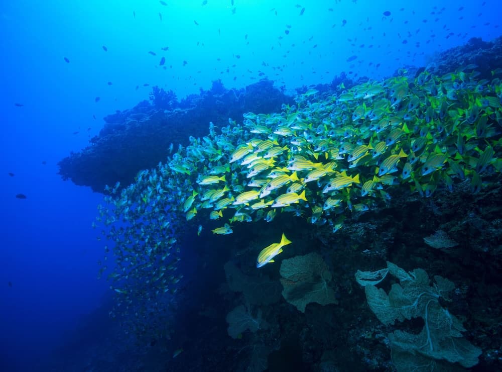 BB Island House Dhigurah - View 33