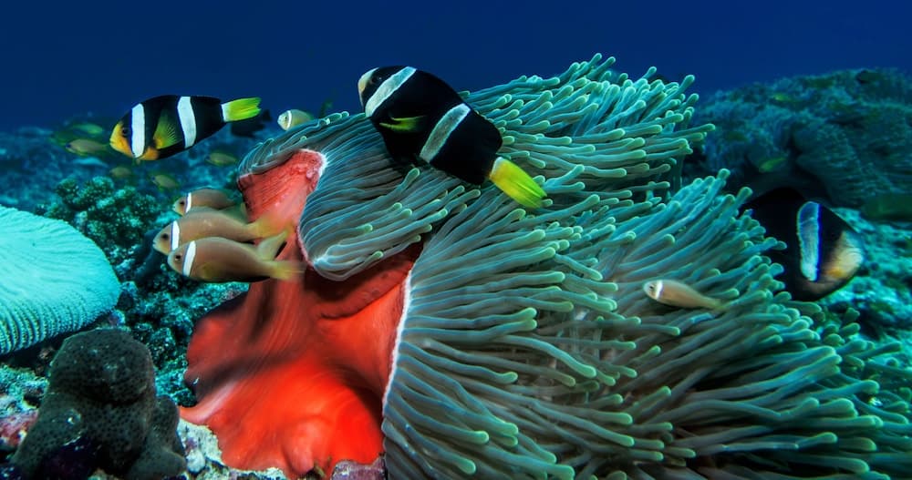 Global Residence - View 20