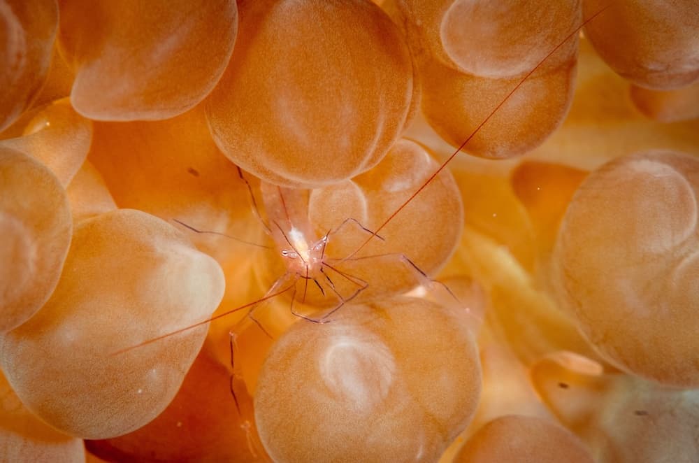 Bliss Dhigurah - View 48