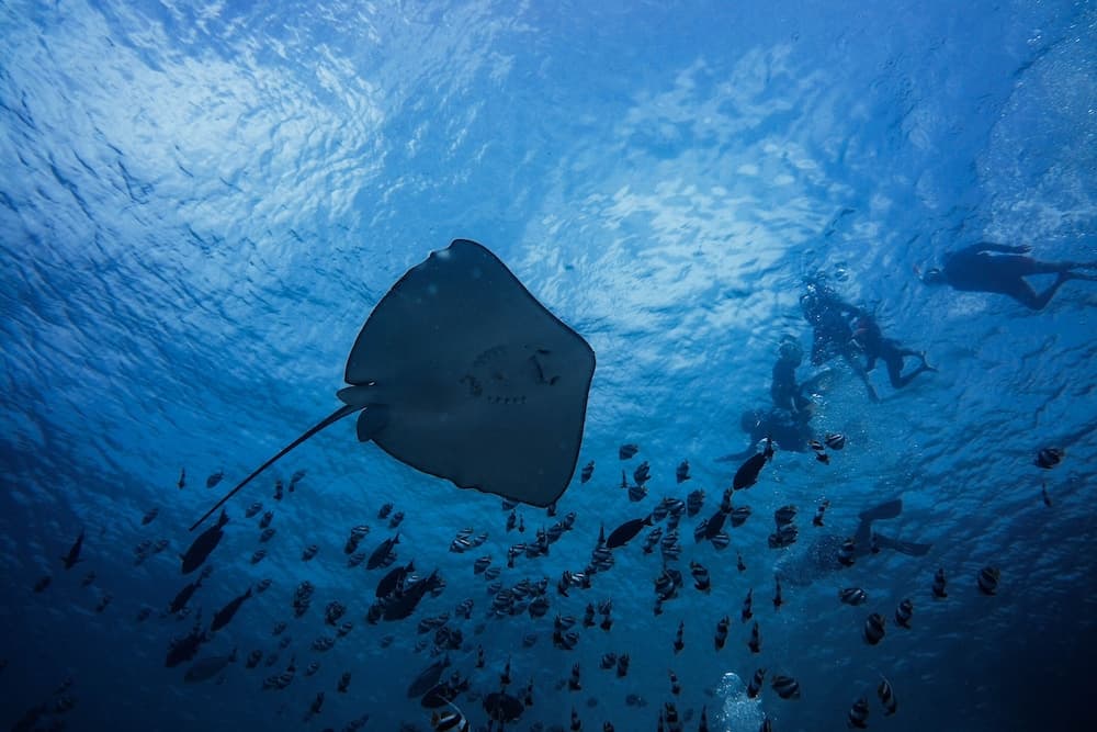 Malahini Kuda Bandos Resort - View 31