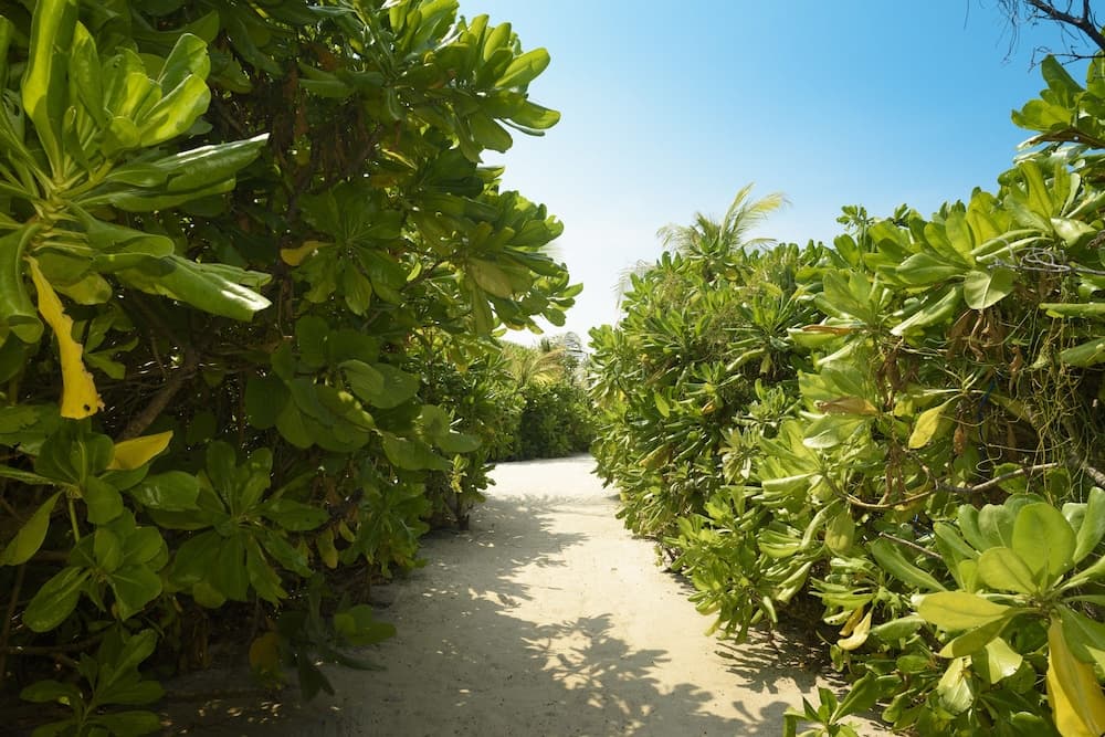 Dhigufaru Island Resort - View 79