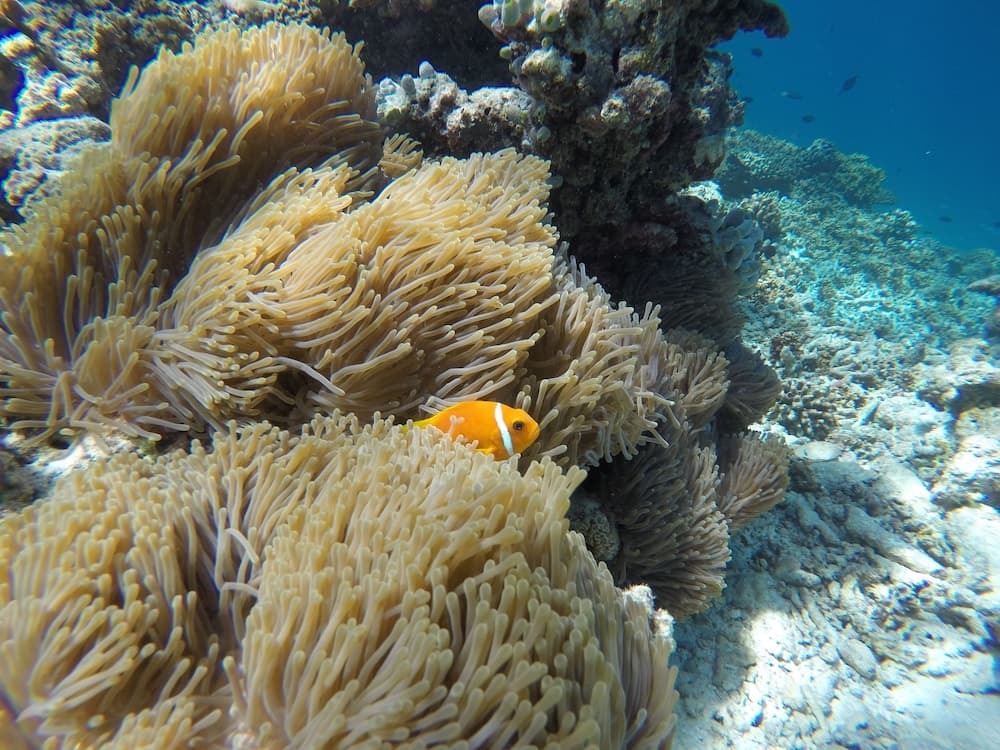 Palm Residence - View 45