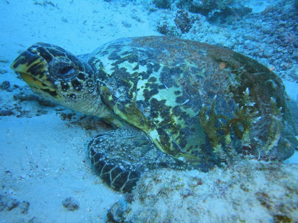 Smera Grand - View 27