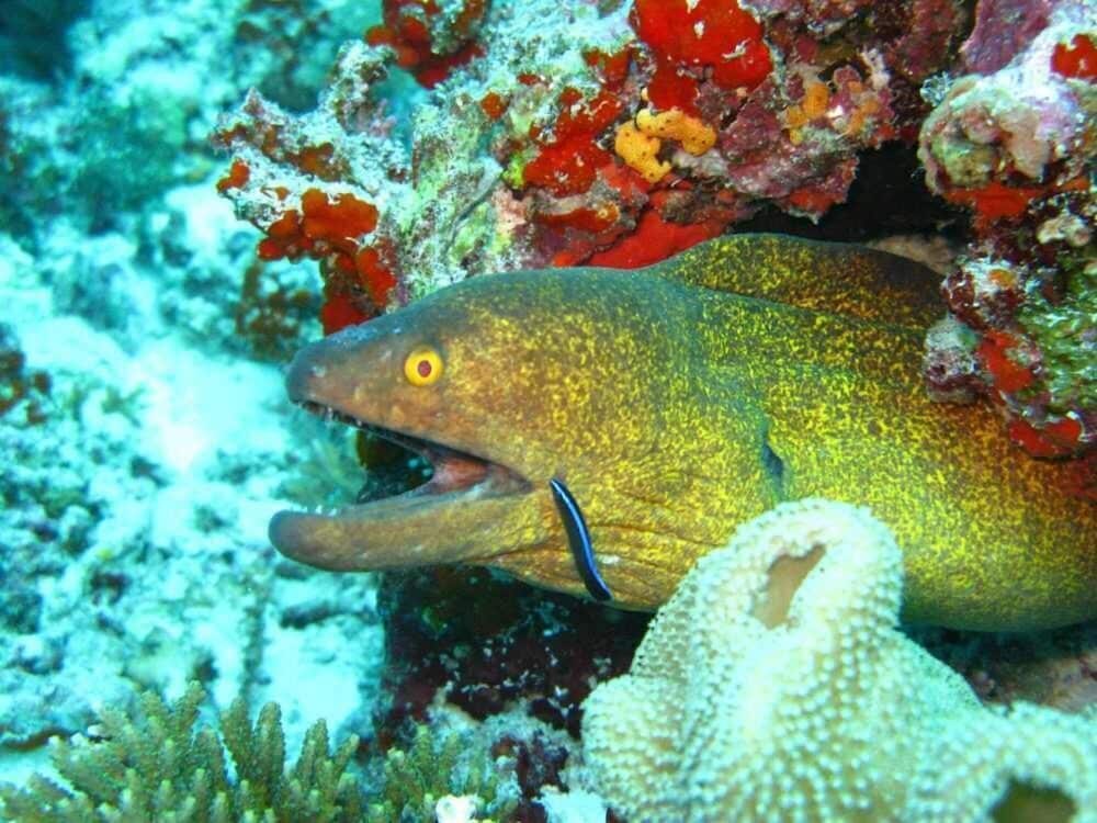 Hotel Elite Inn - View 41