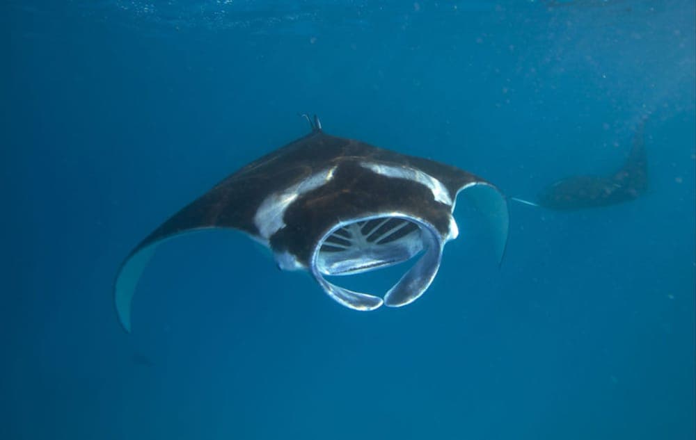 Hurawalhi Island Resort - View 26