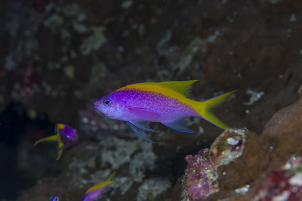 Equator Village - View 39