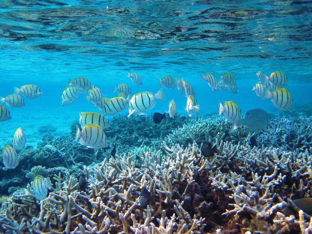 Nika Island Resort & Spa - View 72