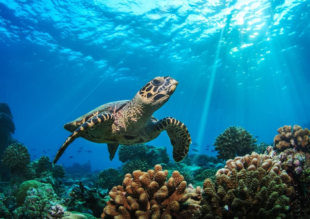 Baglioni Resort Maldives Luxury All Inclusive - LHW - View 38