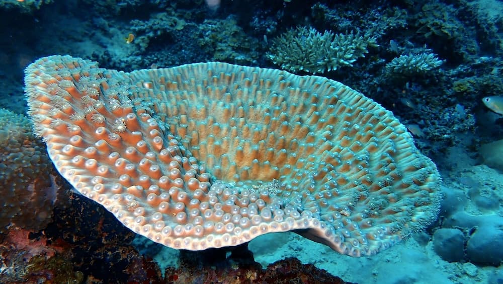 Sea Star Diving - View 23