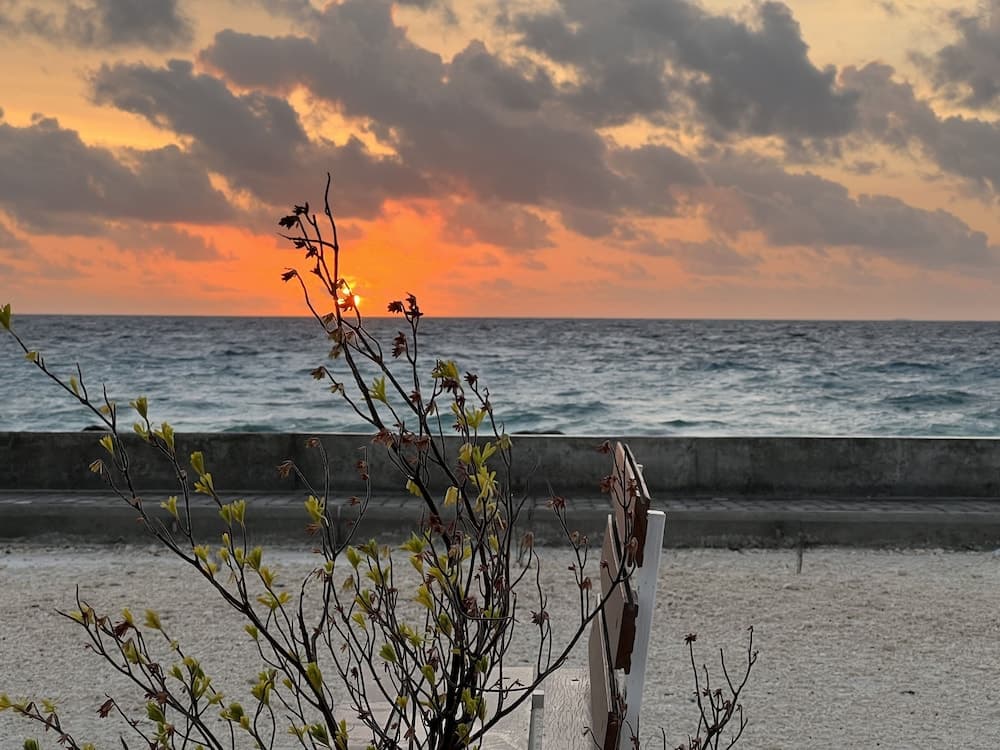 Island Guest - View 65