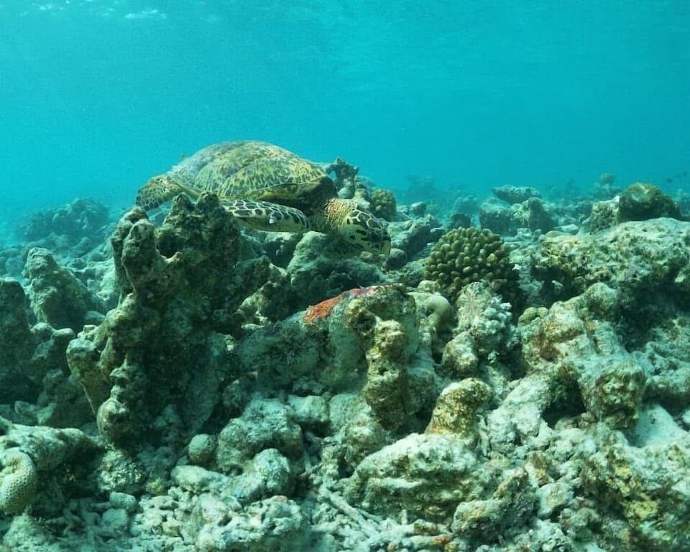 One The Island - View 27